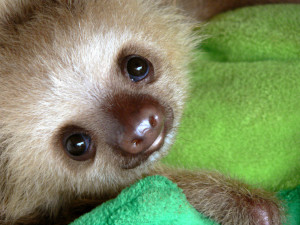 slothy1